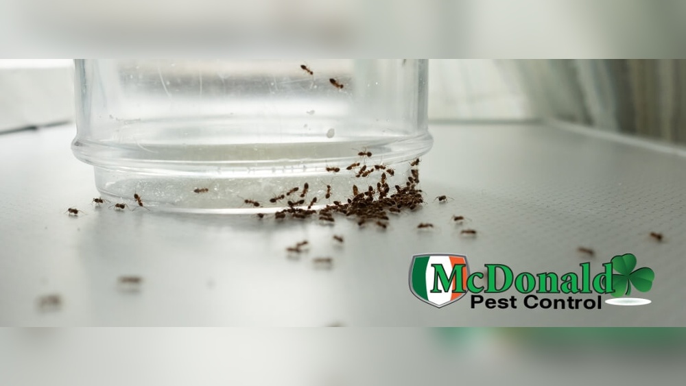 Very Tiny Ants around Kitchen Sink: Quick Tips to Eliminate Them Fast